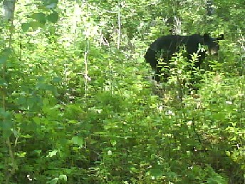 014 Black Bear At Lunch Stop  17th July 2010.jpg